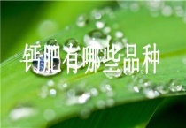 钙肥有哪些品种