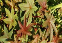 蓖麻油多少钱一斤 有什么价值