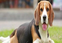 狗发育成熟是什么时候 狗有哪些行为特征