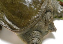 钓甲鱼的最佳时间 附钓甲鱼的最佳多久？