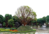 适合庭院种植的树