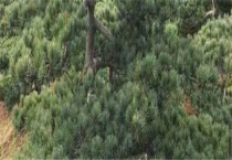 五针松种子催芽多久？