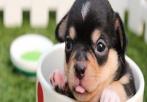 宠物狗打一针疫苗多少钱 注意事项有哪些？