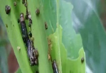 草地螟 附为害特点及形态特征