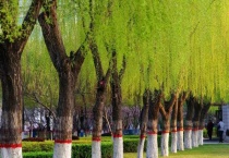 杨树和柳树的区别？ 附详细解说