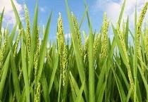 须根的植物有哪些？