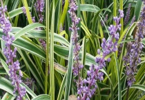 麦冬和天冬的区别？ 有以下四个方面