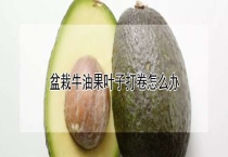 盆栽牛油果叶子打卷怎么办？