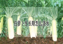 白萝卜生长期怎么浇水