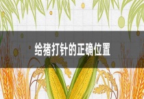 给猪打针的正确位置