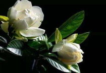 栀子花的养殖方法和注意事项