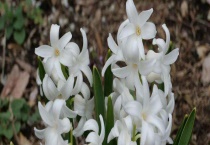 风信子的繁殖方法 附生长习性