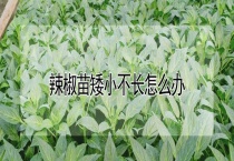 辣椒苗矮小不长怎么办？