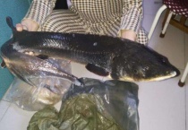 海甘鱼是深海鱼吗？