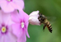 快速生根粉可以浇花吗？