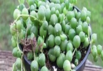 珍珠吊兰的养殖方法 附珍珠吊兰的繁殖多久？