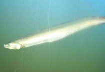 带鱼是深海鱼吗 是海鲜吗？