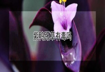 紫鸭跖草有毒吗？