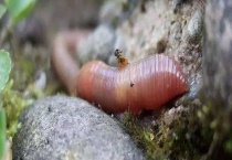 蚯蚓有什么作用和用途？蚯蚓是万能钓饵吗？