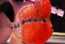 罗汉鱼肠炎的症状和治疗方法 罗汉鱼肠炎的起因