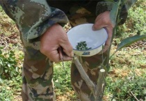 柚树嫁接后该怎么管理