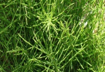 节节草是麻黄草吗？