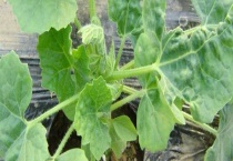 哈密瓜盆栽会结果吗？