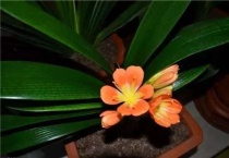 君子兰不开花是什么原因？