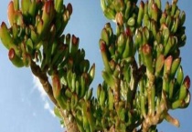 筒叶花月能开花吗？