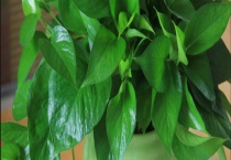 绿萝冻伤了怎么办 附冻伤的原因？