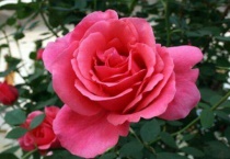 月季玫瑰区别？在哪里