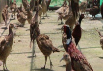 野鸡养殖场地消毒方式 怎样带鸡消毒