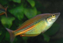 什么是澳洲彩虹鱼