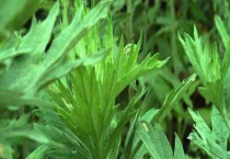 艾草与蒿草有什么不同 附艾草的繁殖多久？