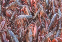 茶籽饼清塘对小龙虾有伤害吗 如何用茶籽饼清理龙虾塘