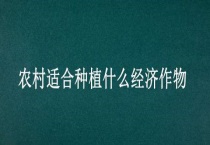 农村适合种植什么经济作物
