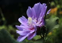 木槿花为什么叫断头花