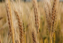 大麦与小麦的区别？是什么？