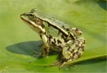 青蛙先长前腿还是后腿