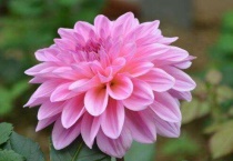 小丽花和大丽花的区别？