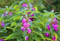 凤仙花适宜生活的环境是什么？