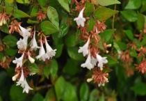 双翅六道木是什么树