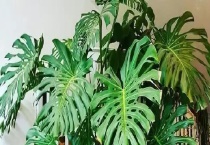 春羽和龟背竹的区别？ 详细介绍