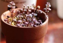 奶茶多肉是什么？