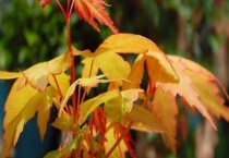 黄金枫移栽注意什么？