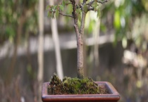 家庭养花常见问题解答 注意学习多久？