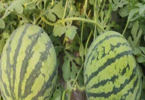 西瓜苗根部腐烂为什么？