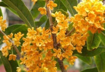 桂花为什么叫木樨