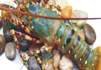 澳龙和古巴龙的区分