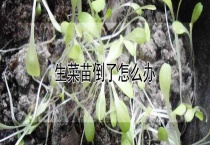 生菜苗倒了怎么办？